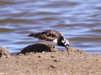 Ruddy Turnstone (Arenaria interpres)