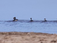 Black-necked Grebe (Podiceps nigricollis)