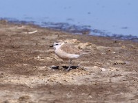 White-fronted Plover (Charadrius marginatus)