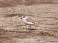 White-fronted Plover (Charadrius marginatus)