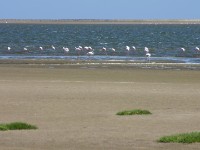 Greater Flamingo (Phoenicopterus roseus)