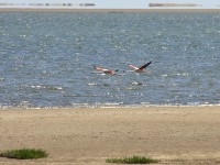 Greater Flamingo (Phoenicopterus roseus)