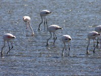 Greater Flamingo (Phoenicopterus roseus)