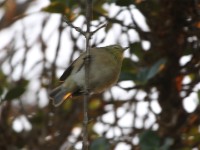 Orange River White-eye (Zosterops pallidus)