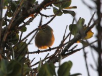 Orange River White-eye (Zosterops pallidus)