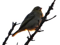 Southern Masked Weaver (Ploceus velatus)