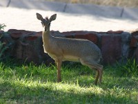 Kirk's Dik-dik (Madoqua kirkii damarensis) Damara