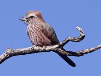 Purple Roller (Coracias naevius)