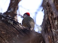 Golden-tailed Woodpecker (Campethera abingoni)