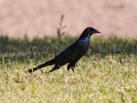 Burchell's Starling (Lamprotornis australis)