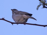 Southern Grey-headed Sparrow (Passer diffusus)