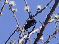 Marico Sunbird (Cinnyris mariquensis)