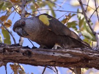 Rüppell's Parrot (Poicephalus rueppellii)