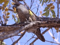 Rüppell's Parrot (Poicephalus rueppellii)