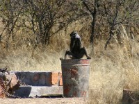 Chacma Baboon (Papio ursinus)