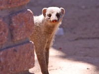 Banded Mongoose (Mungos mungo)