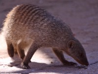 Banded Mongoose (Mungos mungo)