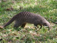 Banded Mongoose (Mungos mungo)