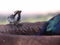 Acacia Pied Barbet (Tricholaema leucomelas) Cape Starling (Lamprotornis nitens)
