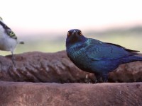 Acacia Pied Barbet (Tricholaema leucomelas) Cape Starling (Lamprotornis nitens)