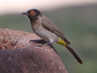 African Red-eyed Bulbul (Pycnonotus nigricans)