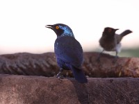 Cape Starling (Lamprotornis nitens) African Red-eyed Bulbul (Pycnonotus nigricans)