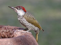 Golden-tailed Woodpecker (Campethera abingoni)