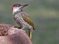 Golden-tailed Woodpecker (Campethera abingoni)