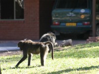 Chacma Baboon (Papio ursinus)