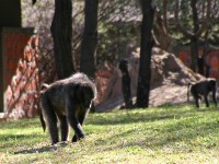 Chacma Baboon (Papio ursinus)