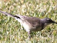 Cape Wagtail (Motacilla capensis)