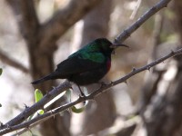 Marico Sunbird (Cinnyris mariquensis)