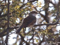 Marico Flycatcher (Melaenornis mariquensis)