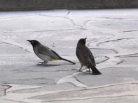 African Red-eyed Bulbul (Pycnonotus nigricans)