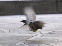 African Red-eyed Bulbul (Pycnonotus nigricans)