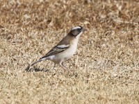 White-browed Sparrow-Weaver (Plocepasser mahali)