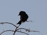 Fork-tailed Drongo (Dicrurus adsimilis)