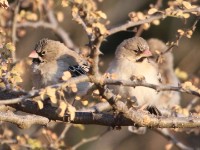 Scaly-feathered Weaver (Sporopipes squamifrons)