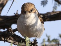 Marico Flycatcher (Melaenornis mariquensis)