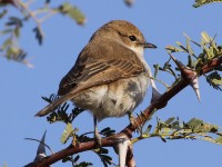 Marico Flycatcher (Melaenornis mariquensis)