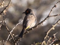 African Red-eyed Bulbul (Pycnonotus nigricans)