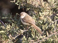 Black-chested Prinia (Prinia flavicans)