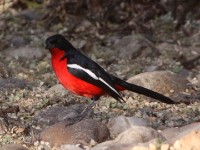 Crimson-breasted Shrike (Laniarius atrococcineus)