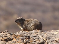 Rock Hyrax (Procavia capensis)