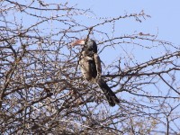 Monteiro's Hornbill (Tockus monteiri)