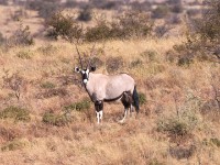 Gemsbok (Oryx gazella)