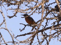 Short-toed Rock Thrush (Monticola brevipes)