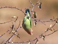 Rosy-faced Lovebird (Agapornis roseicollis)