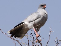 Pale Chanting Goshawk (Melierax canorus)