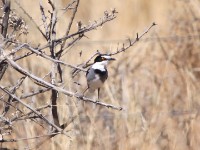White-tailed Shrike (Lanioturdus torquatus)